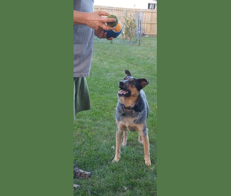 Jake, an Australian Cattle Dog and Norwegian Elkhound mix tested with EmbarkVet.com