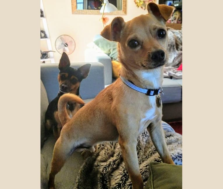 Chuck, a Chihuahua and Pomeranian mix tested with EmbarkVet.com