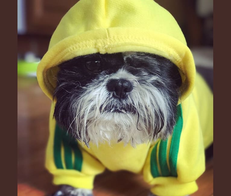 Merf Dinosaurpizza, a Shih Tzu tested with EmbarkVet.com