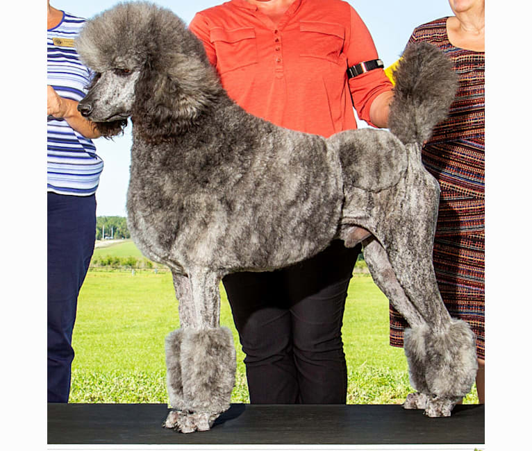 Todd, a Poodle (Standard) tested with EmbarkVet.com