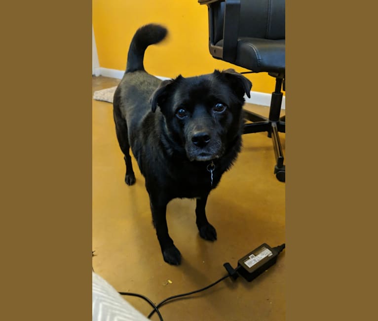 Embark Dog Dna Test Breed
