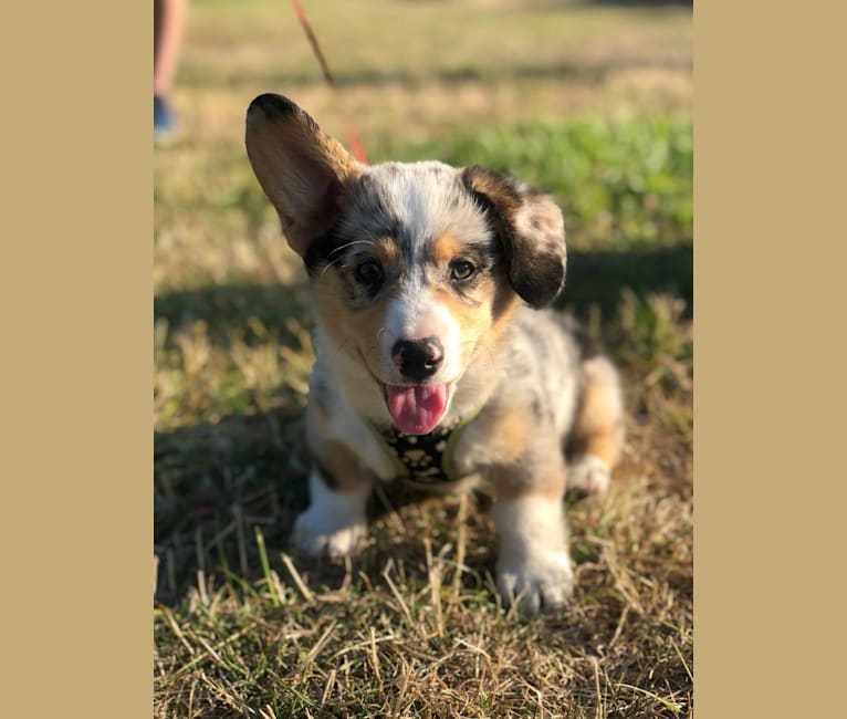 Welsh corgi dachshund mix outlet
