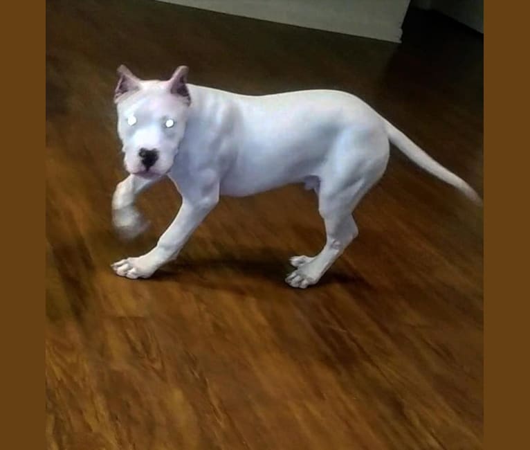 American bulldog mix dogo argentino outlet