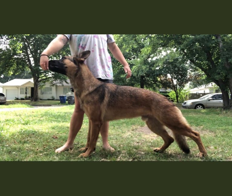 Photo of KHs His Reign Has Just Begun “Kaiser” TKE DS HDS, a German Shepherd Dog and Dutch Shepherd mix in Oklahoma City, OK, USA