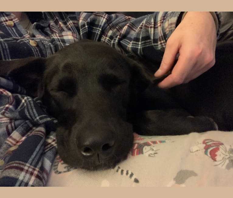 Suki, a Golden Retriever and Labrador Retriever mix tested with EmbarkVet.com