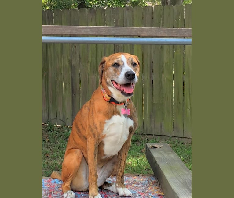 Millie, a Staffordshire Terrier and Coonhound mix tested with EmbarkVet.com