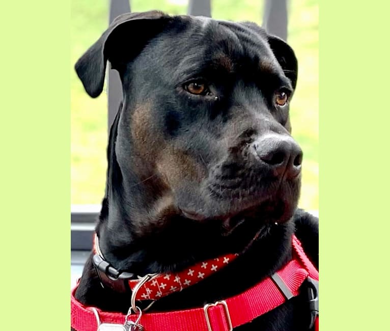 December (“Dece”), an American Pit Bull Terrier and Rottweiler mix tested with EmbarkVet.com