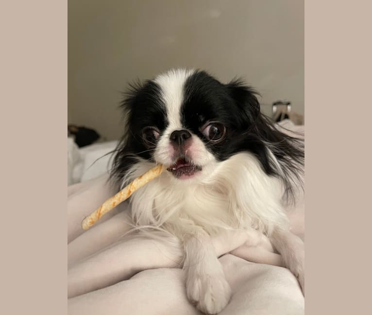 Photo of Daisy, a Japanese Chin  in Scarsdale, New York, USA