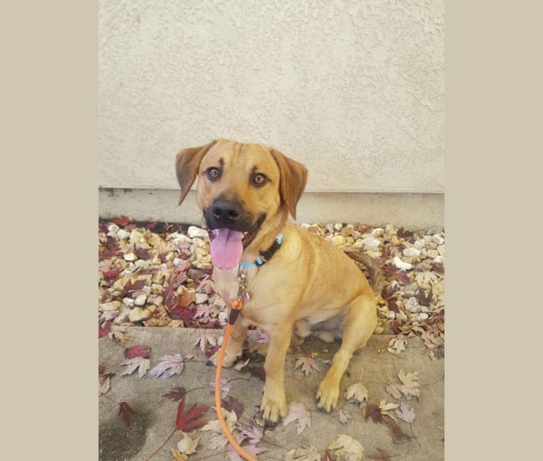 Cody, a Basset Hound and Australian Cattle Dog mix tested with EmbarkVet.com