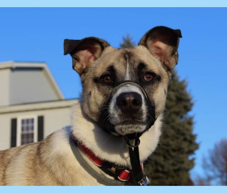 Photo of Bonham, a German Shepherd Dog, Great Pyrenees, Rat Terrier, and Rottweiler mix in Georgia, USA