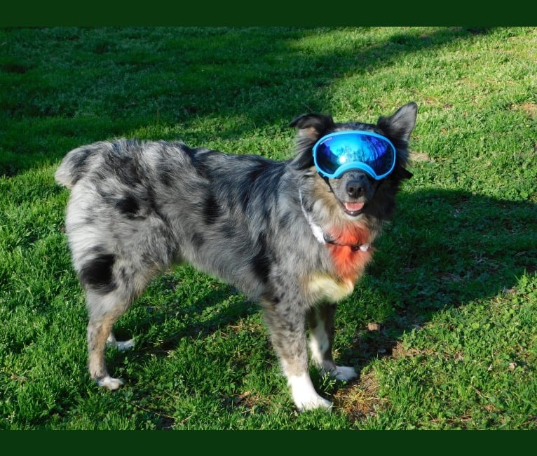 Dakota, an Australian Shepherd Group tested with EmbarkVet.com