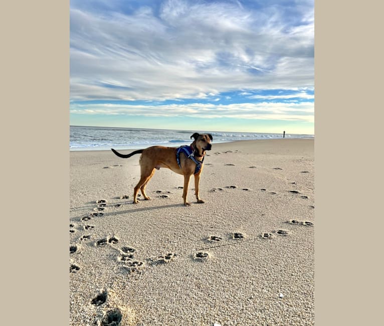 Walker, an American Pit Bull Terrier and Rottweiler mix tested with EmbarkVet.com