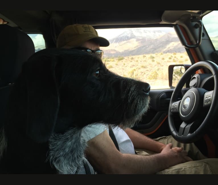 Photo of Pepper, a Wirehaired Pointing Griffon and Boxer mix in Cave Creek, Arizona, USA