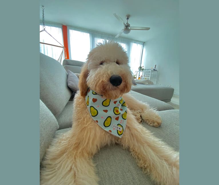 Photo of Chelsea, a Goldendoodle  in Lithia, FL, USA