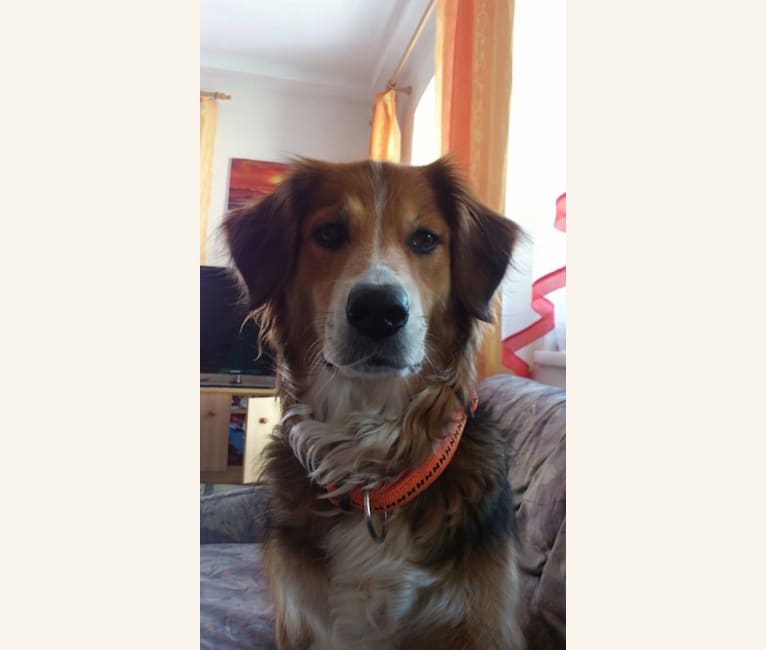 Embark Dog DNA Test Breed