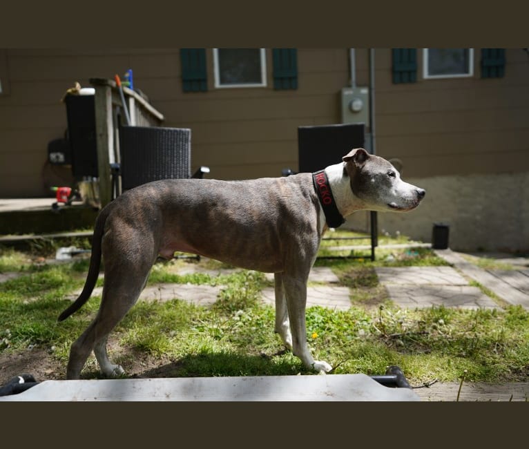 Photo of Rocko, an American Pit Bull Terrier  in Sound Beach, New York, USA