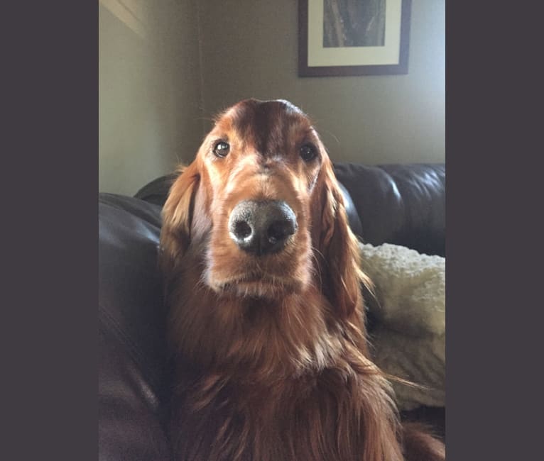 Emmet, an Irish Setter tested with EmbarkVet.com