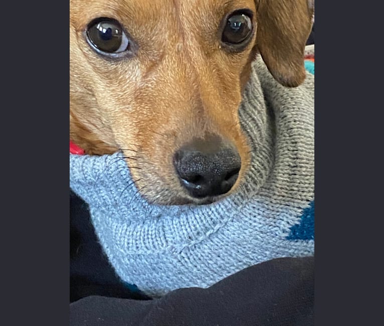 Kirby, a Dachshund and Chihuahua mix tested with EmbarkVet.com