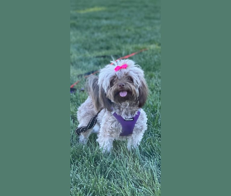 Photo of Coco, a Havanese  in Bedford, KY, USA