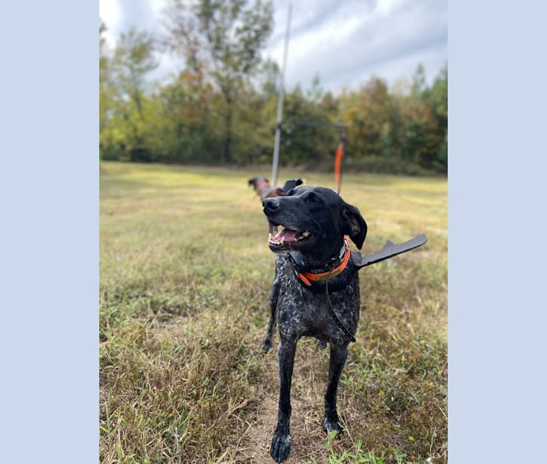 Gunner Smith, a German Shorthaired Pointer tested with EmbarkVet.com