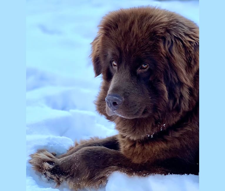 Photo of Willow, a Newfoundland  in Grand Rapids, Michigan, USA