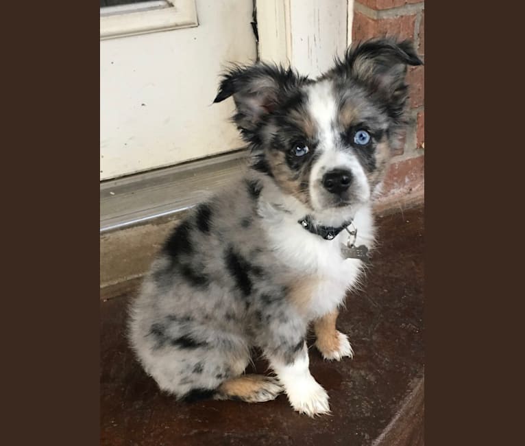 Cooper, an Australian Shepherd tested with EmbarkVet.com