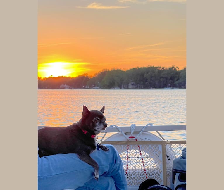 Photo of Tango, a Chihuahua  in Island Lake, Illinois, USA
