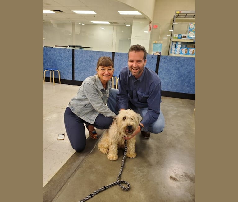 Joy, a Soft Coated Wheaten Terrier tested with EmbarkVet.com
