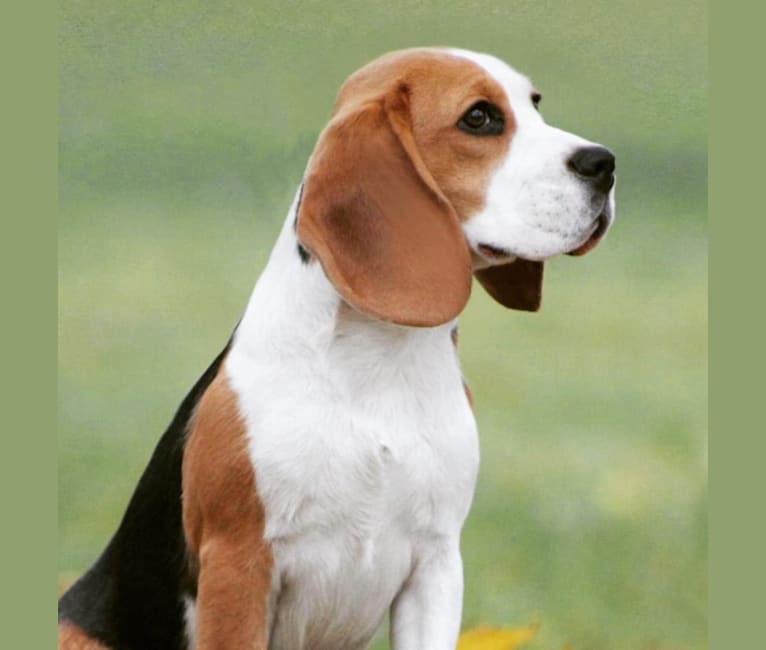 Blossom, a Beagle tested with EmbarkVet.com