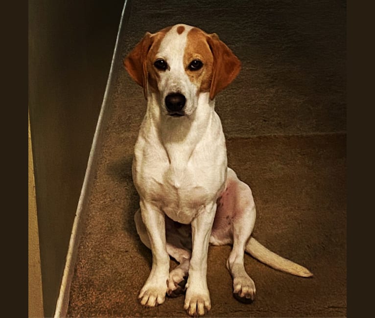 Embark Dog DNA Test Breed