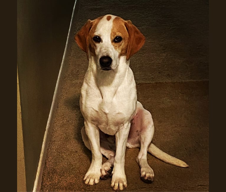 Arlo, a Basset Hound and Australian Cattle Dog mix tested with EmbarkVet.com