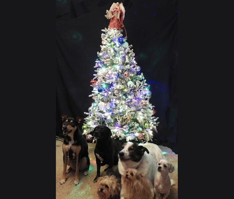 Photo of Kenai, a Rat Terrier, German Shepherd Dog, Treeing Walker Coonhound, and American Eskimo Dog mix in London, Kentucky, USA