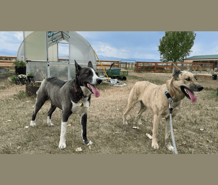 Photo of Roscoe, a Siberian Husky, American Pit Bull Terrier, and Australian Cattle Dog mix in Durango, Colorado, USA