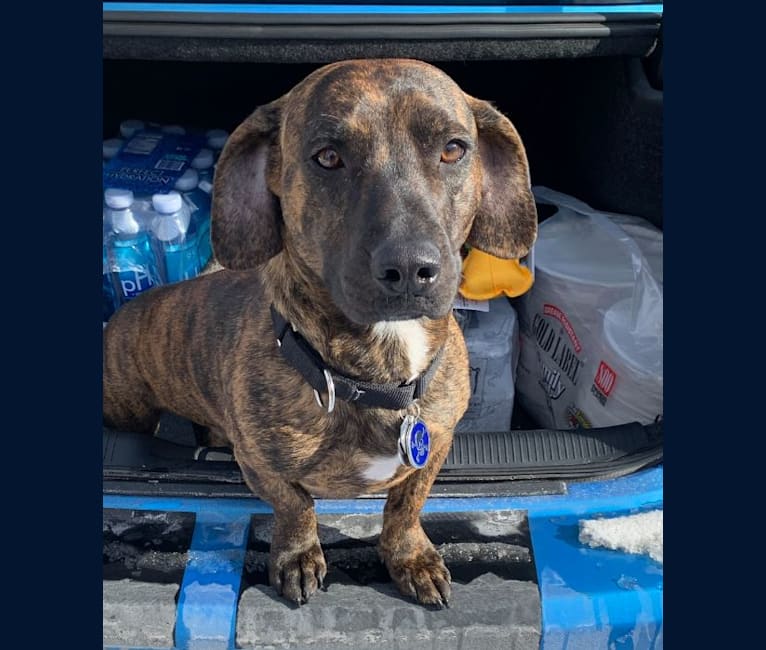 Peter, a Dachshund and American Pit Bull Terrier mix tested with EmbarkVet.com