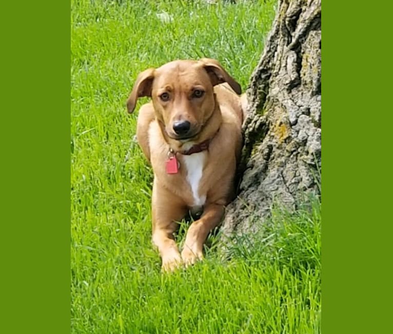 Bourbon, a Miniature/MAS-type Australian Shepherd and Mountain Cur mix tested with EmbarkVet.com