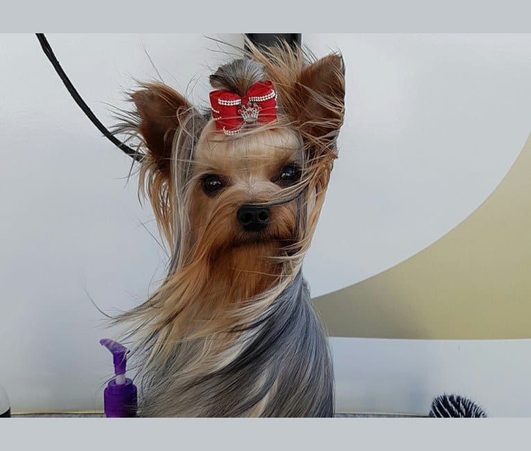 Sally, a Yorkshire Terrier tested with EmbarkVet.com