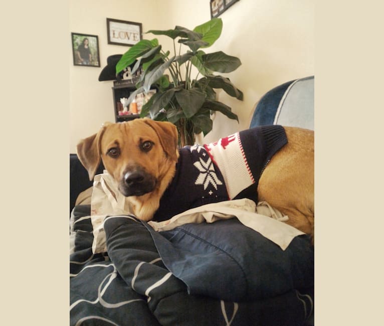 Cody, a Basset Hound and Australian Cattle Dog mix tested with EmbarkVet.com