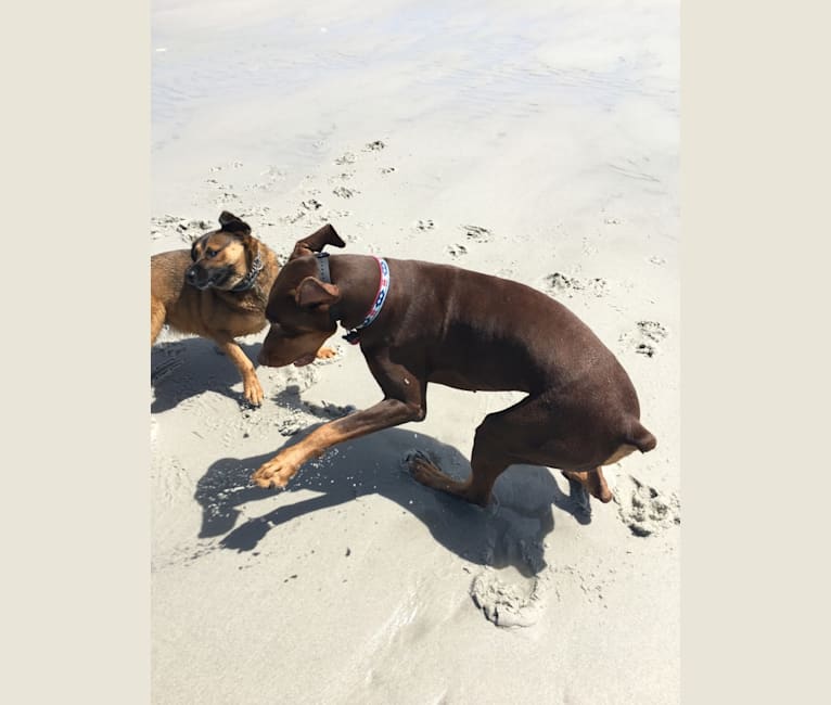 Jesaran dobermans outlet