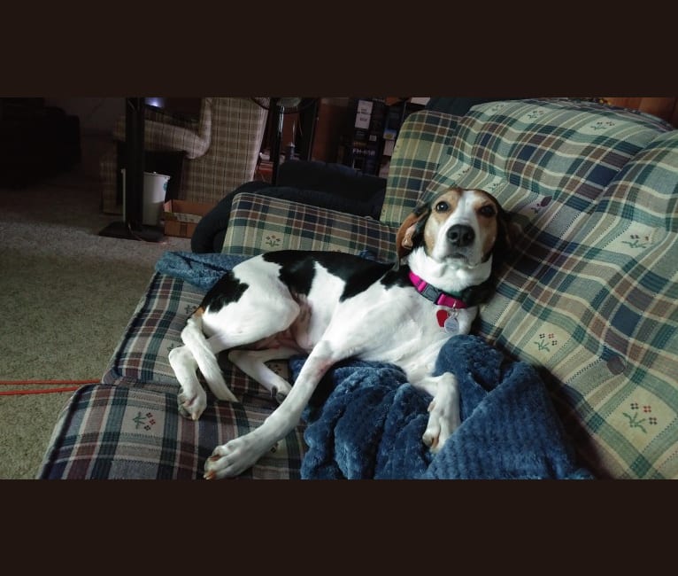 Zoe Lynne, an American Foxhound tested with EmbarkVet.com