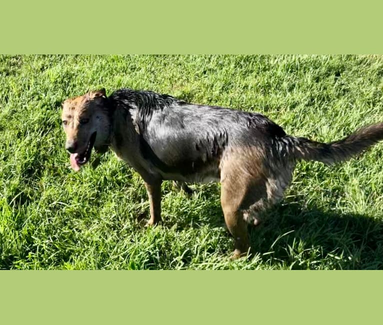Photo of Shainee, a German Shepherd Dog, Australian Cattle Dog, and Mixed mix in Long Beach, California, USA