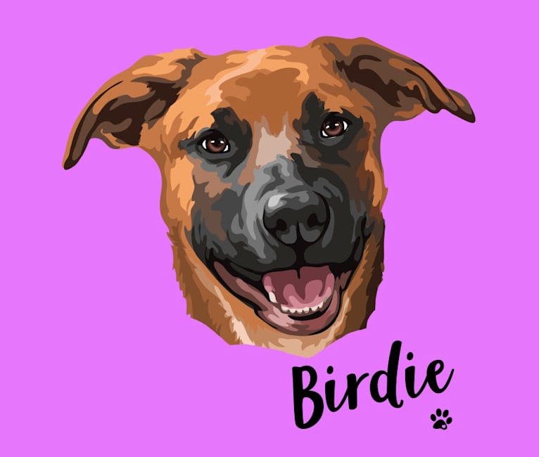 Birdie Roo, a German Shepherd Dog and Boxer mix tested with EmbarkVet.com