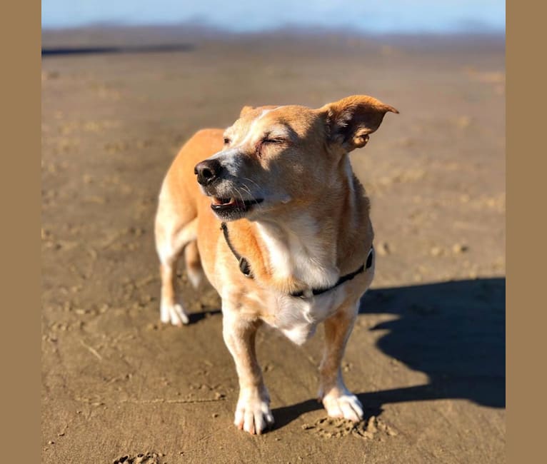 Photo of Graham, an American Pit Bull Terrier, Chihuahua, Australian Shepherd, Lhasa Apso, Poodle (Small), and Miniature Pinscher mix in California, USA