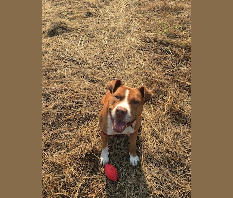 Pitbull terrier discount american bulldog mix