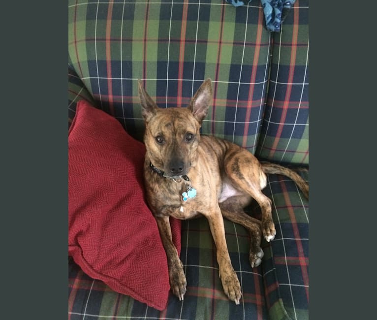 Bull terrier pomeranian mix sale