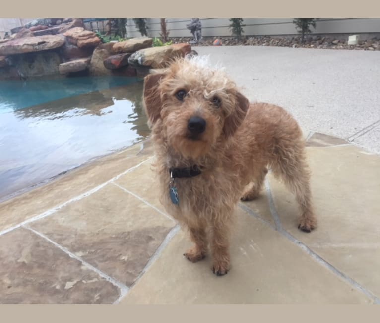 Chewy embark deals