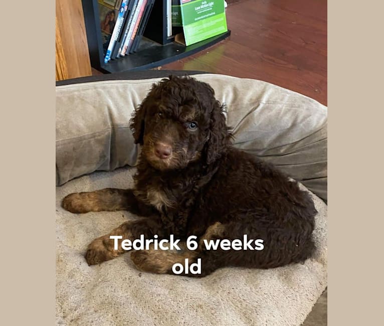Tedrick, a Poodle (Standard) tested with EmbarkVet.com