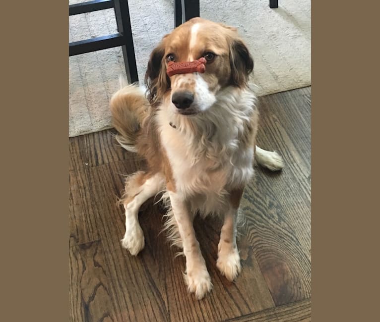 Luna, an English Springer Spaniel and Australian Shepherd mix tested with EmbarkVet.com