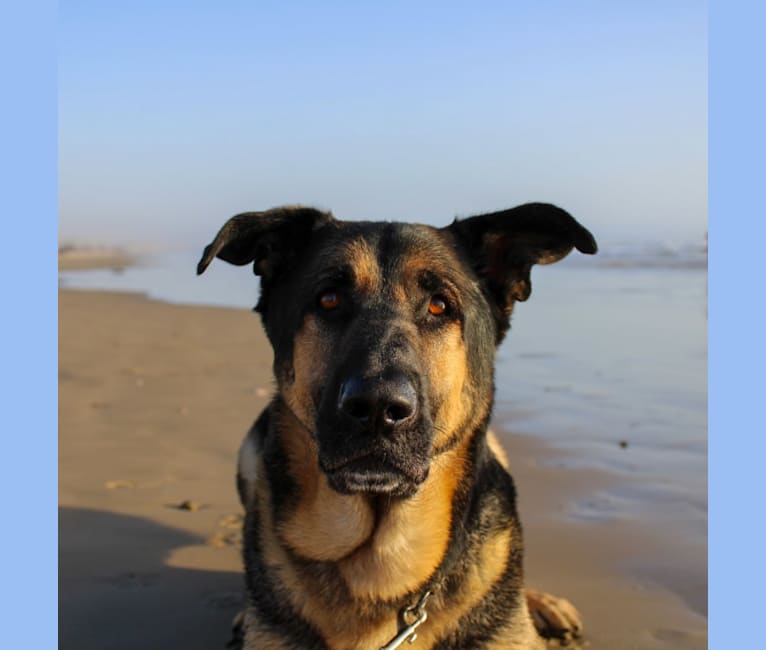 Photo of Leo, a German Shepherd Dog and Neapolitan Mastiff mix