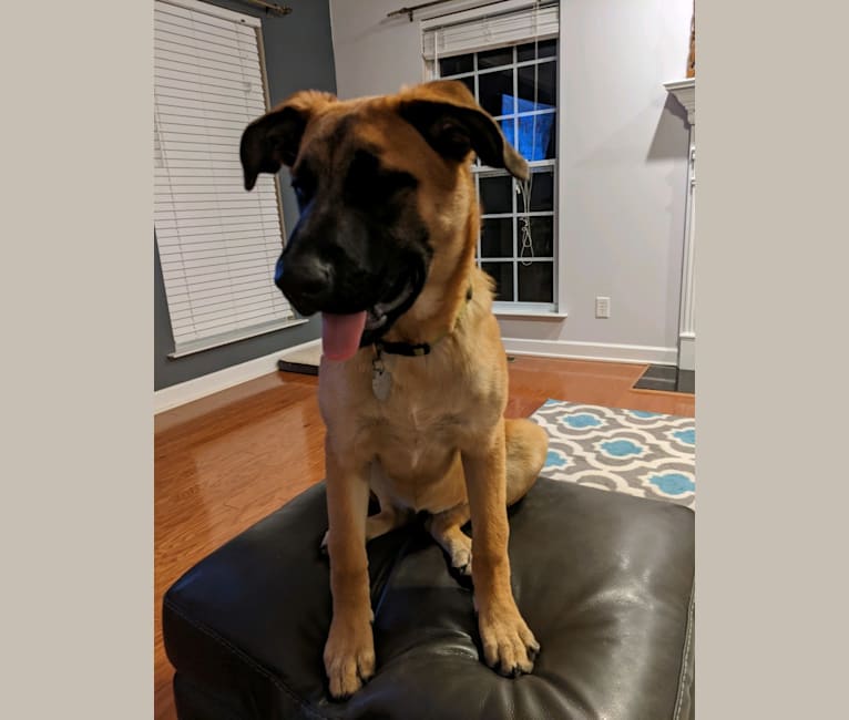 Embark Dog DNA Test Breed