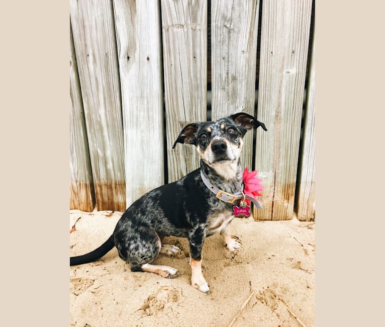 Luna, a Rat Terrier and Dachshund mix tested with EmbarkVet.com